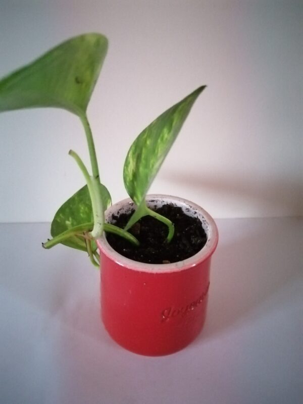 Pot Pothos (JA-1608)