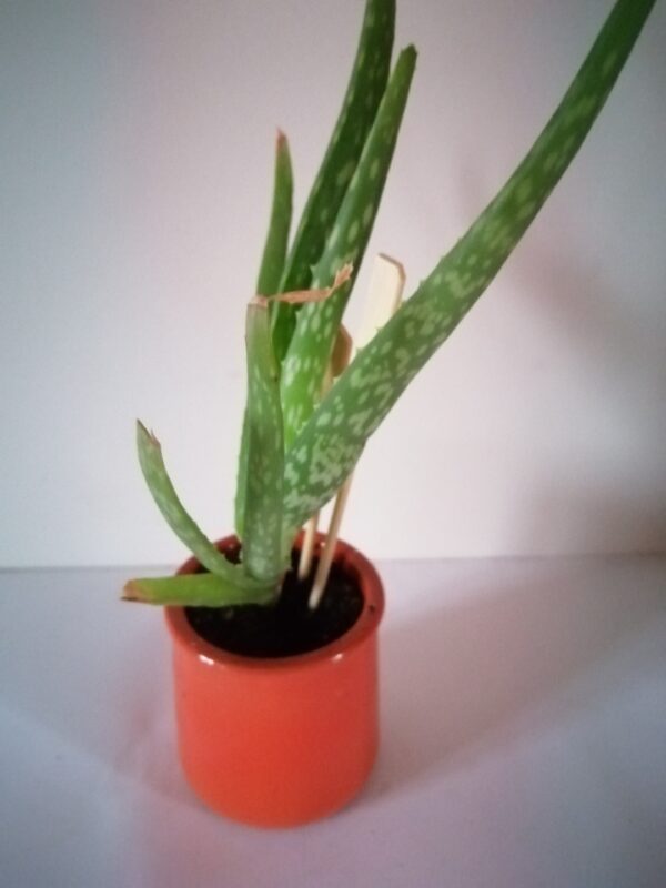 Pot  Aloe vera (JA-1616)